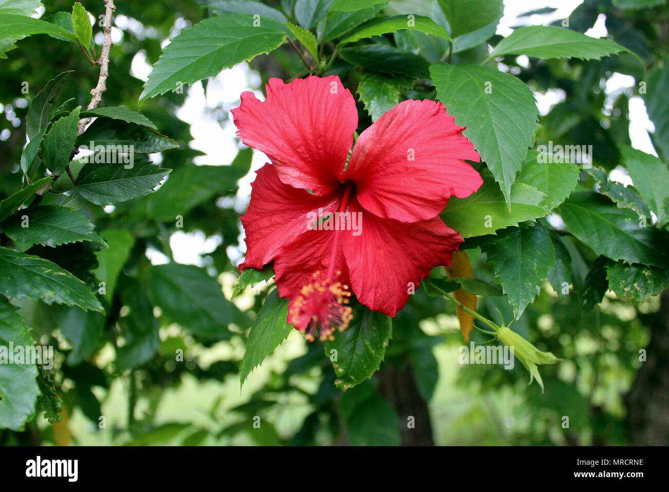 Hibiscus is a genus of flowering plants in the mallow family, Malvaceae. The genus is quite large. Stock Photo