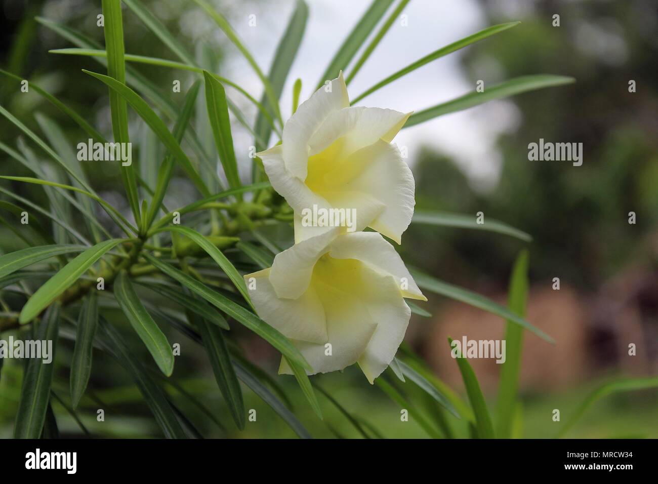 Close up White Cascabela thevetia flower Stock Photo Alamy