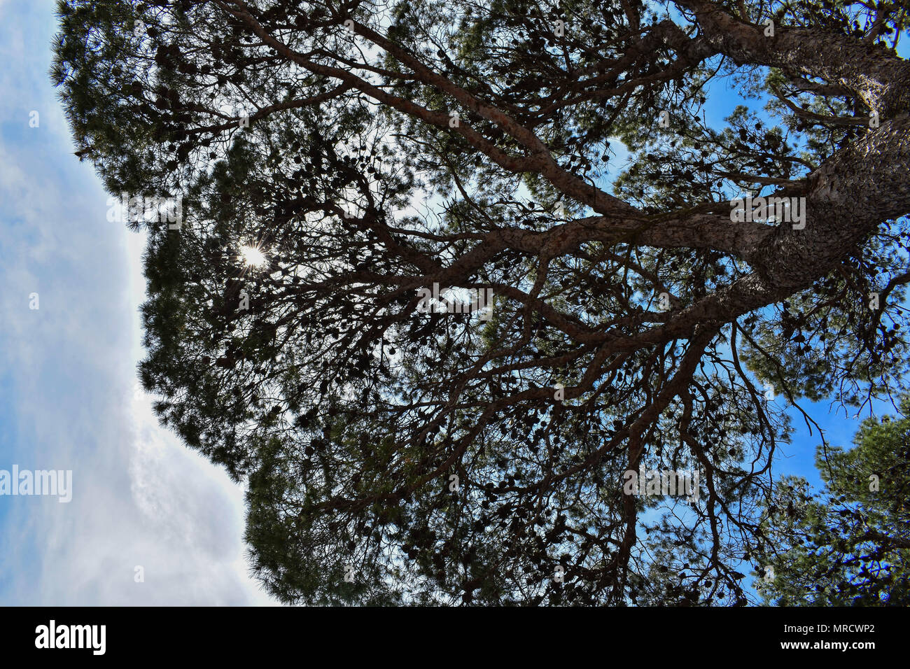 looking up in pine forest with tall trees and blue sky Stock Photo - Alamy
