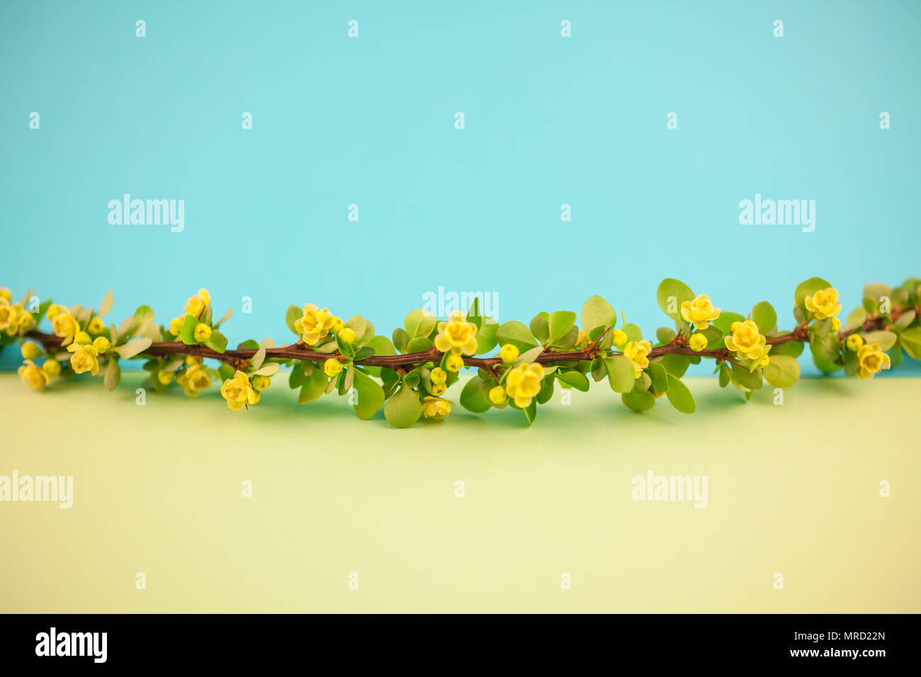 Spring blossoming barberry branch with green leaves, barbs and yellow flowers on pastel color paper background with copy space in minimal style, templ Stock Photo
