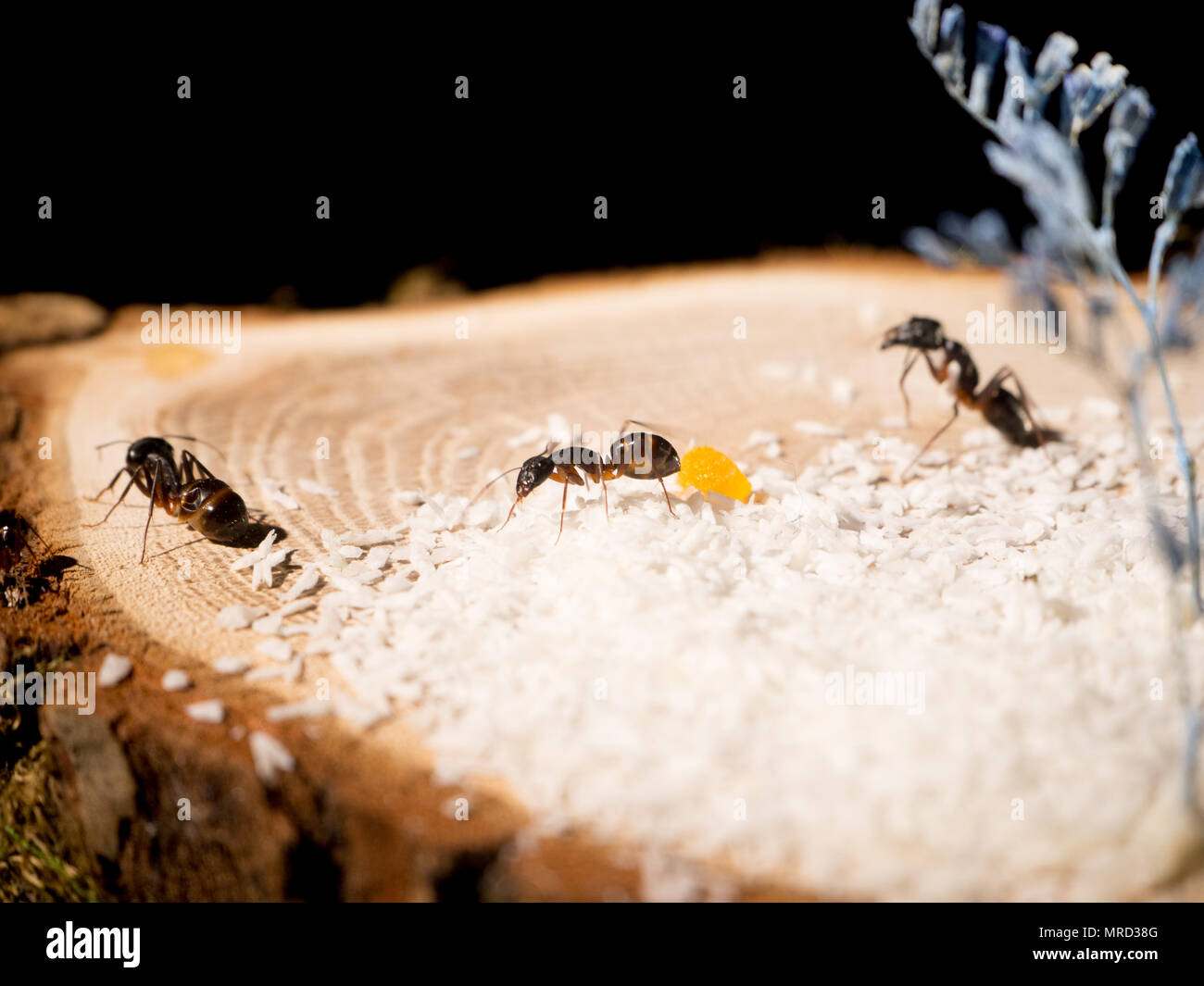 group ants on a wooden cut, white chips Stock Photo