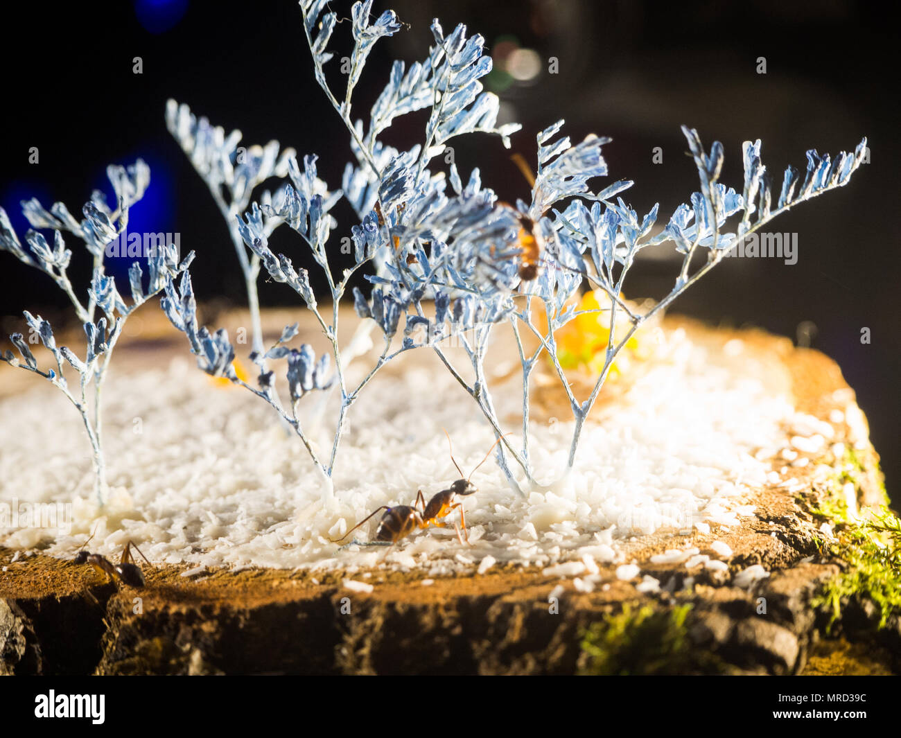 group ants on a wooden cut, white chips Stock Photo Alamy