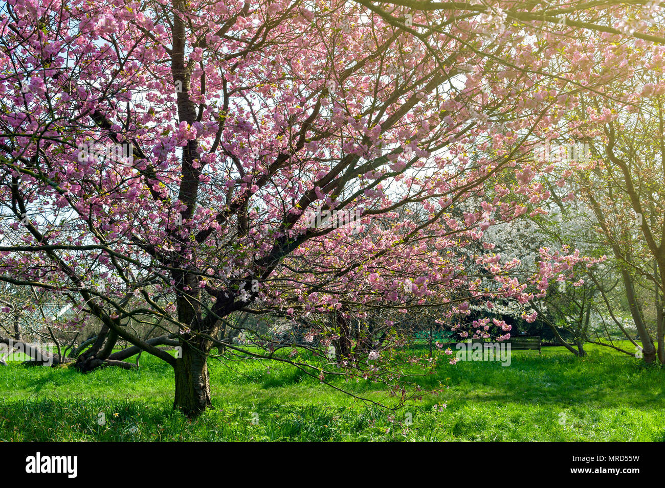 Blooming cherry blossom trees in the garden Stock Photo