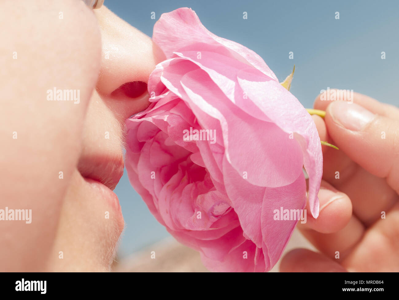 seven years old boy smelling pink rose  in spring day blue sky background Stock Photo
