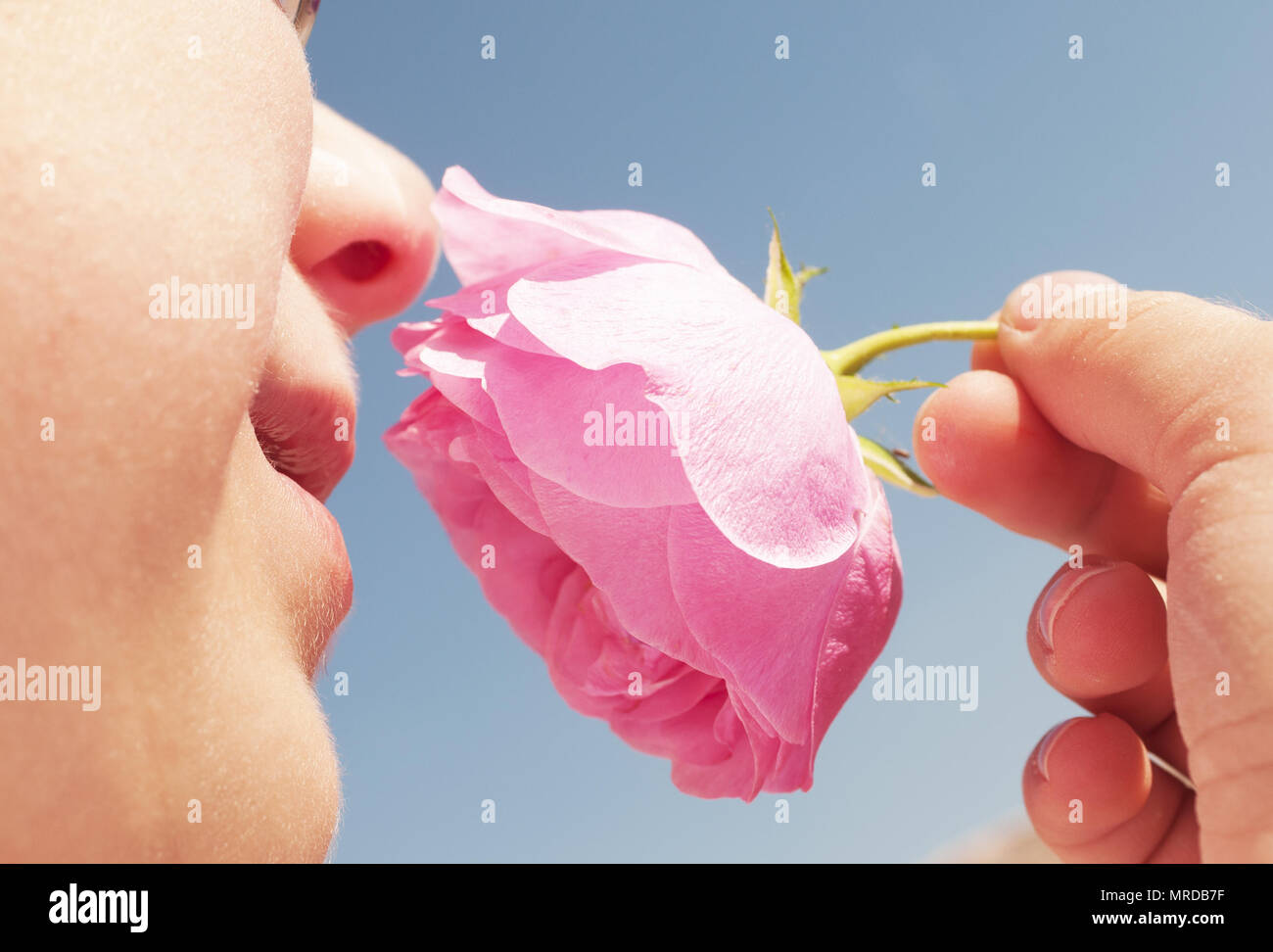 seven years old boy smelling pink rose  in spring day blue sky background Stock Photo