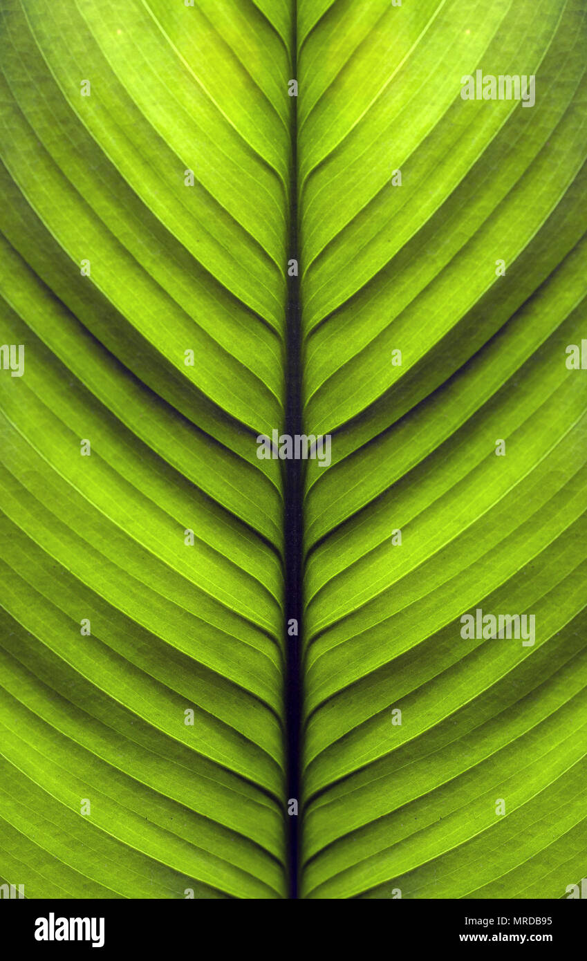 green leaves close up macro, background and texture photo Stock Photo ...