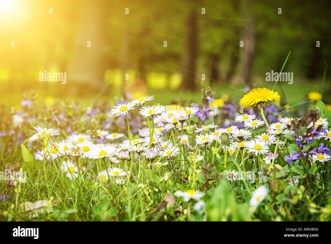 Ox-eye daisies and dandelions in spring meadow. Seasonal natural scene. Yellow sun rays. Stock Photo