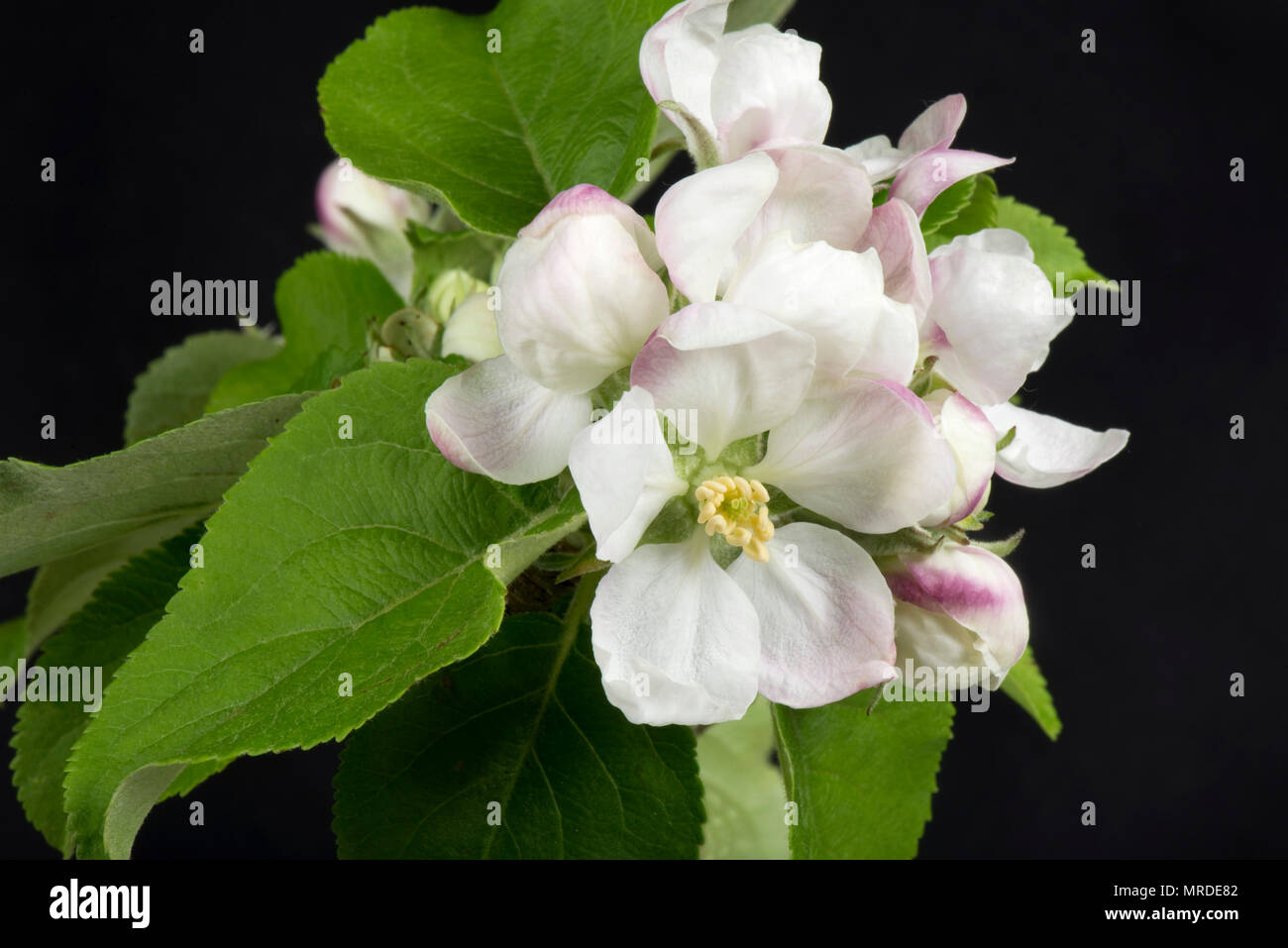 King flower on apple buds and blossom among a rosette of green leaves in spring Stock Photo