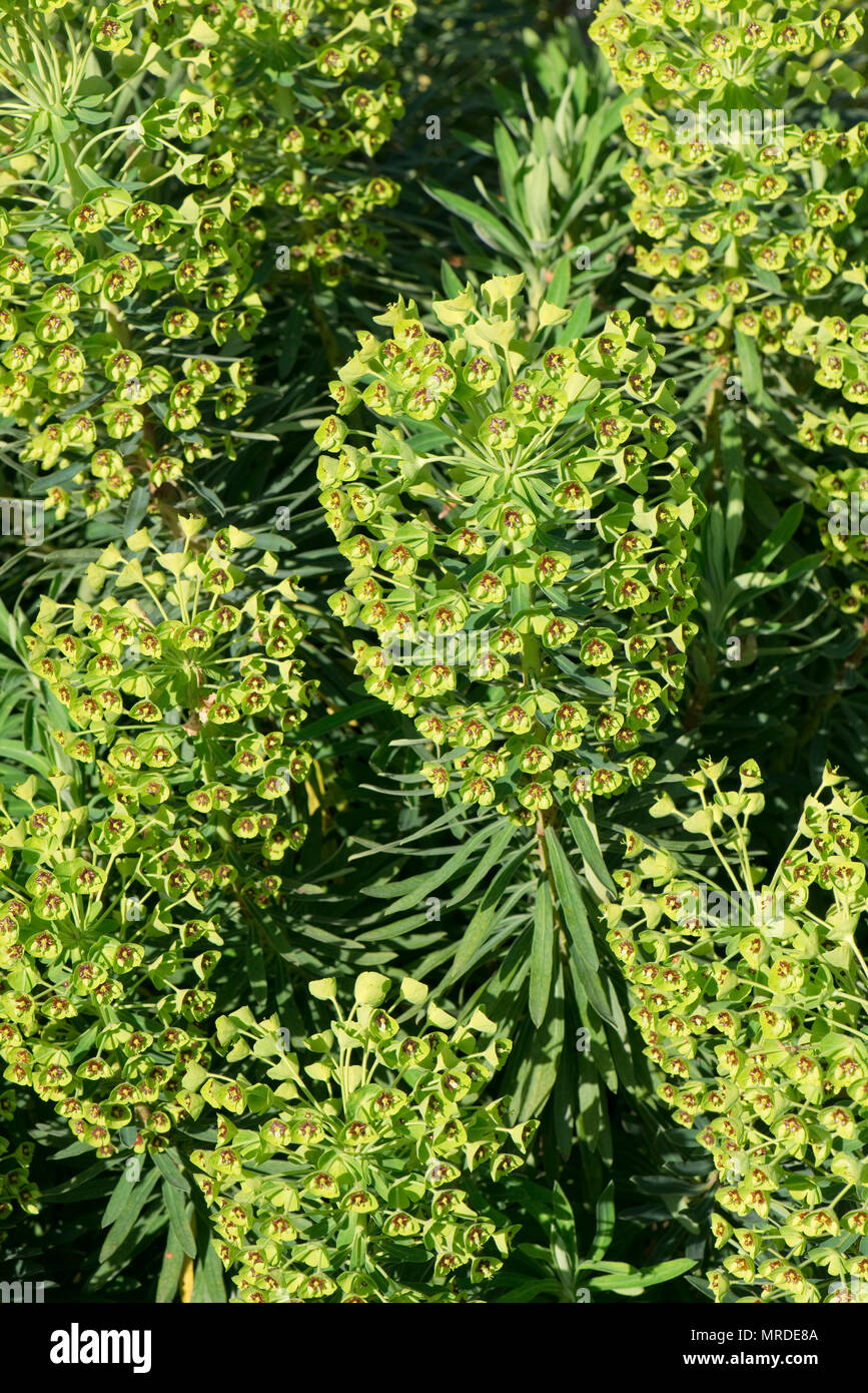 Large flower heads of Euphorbia characias 'Black Pearl' plant in full flower, Berkshire, April Stock Photo
