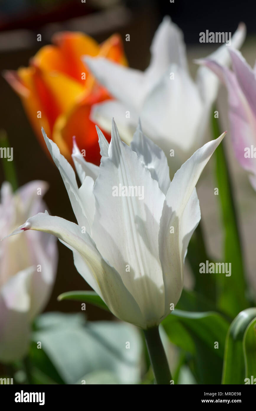 Flower of tulip 'Tres Chic', a white pinkish lily flowered tulip in a pot with others, April Stock Photo
