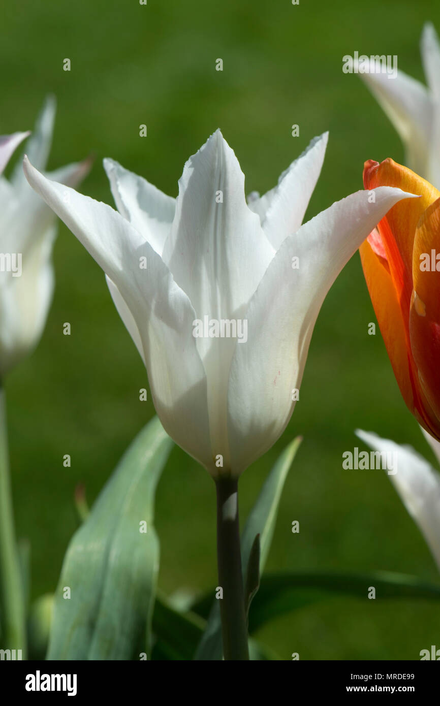 Flower of tulip 'Tres Chic', a white pinkish lily flowered tulip in a pot with others, April Stock Photo