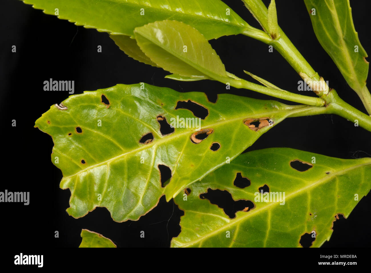 Bacterial shot hole, Pseudomonas syringae, affected leaves of laurel, Prunus laurocerasus, in a garden hedge, May Stock Photo