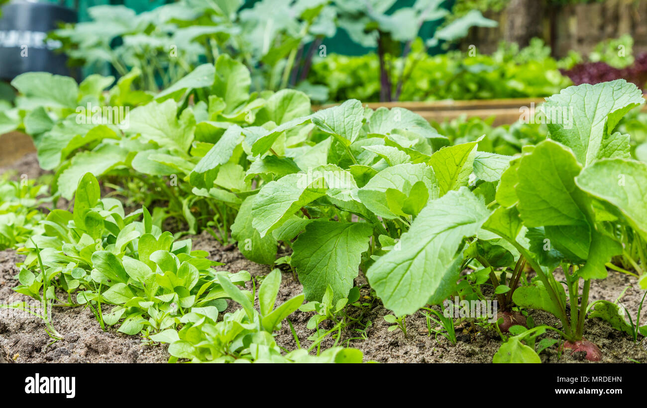 Fresh vegetable plants Stock Photo