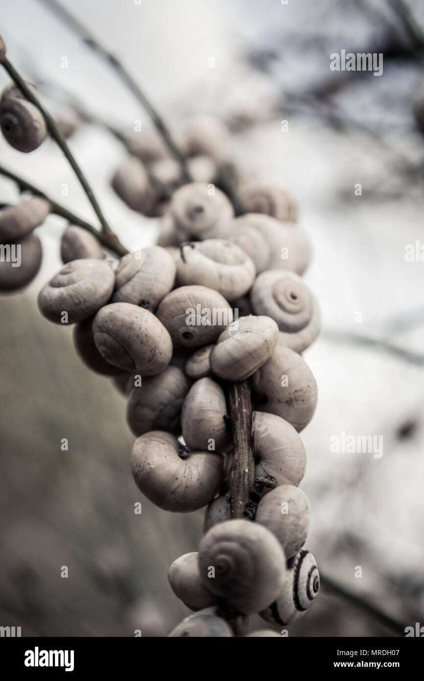 Snail shell nest hires stock photography and images Alamy