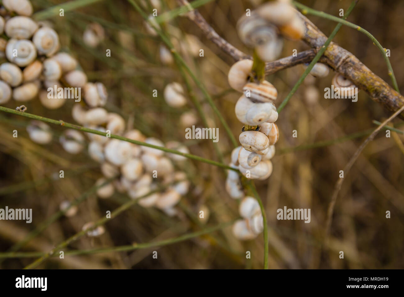 Snail shell nest hires stock photography and images Alamy