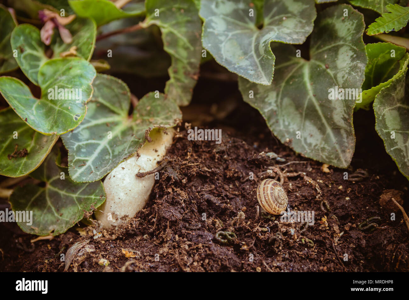 Empty snail shell on the ground at the garden Stock Photo Alamy