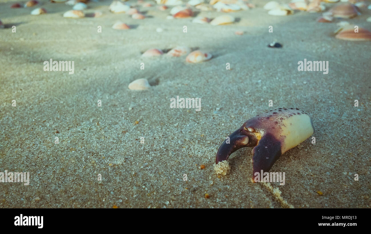 Dead crab claw on the sand at the beach Stock Photo Alamy