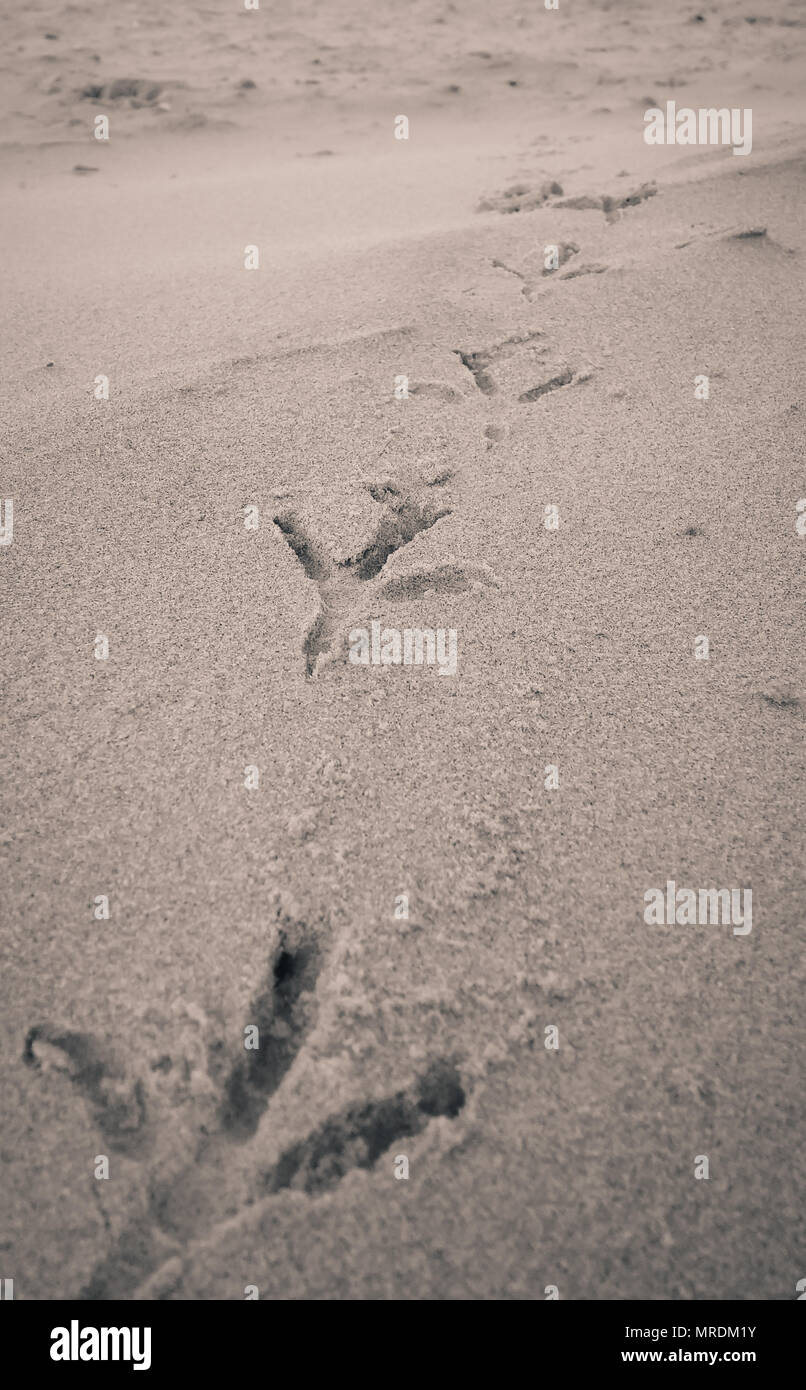 Bird Footprints On Sand Beach Stock Photo Alamy