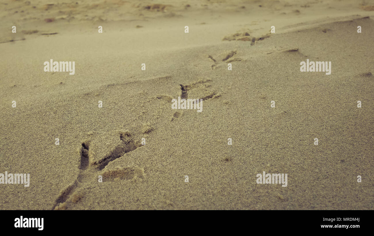Bird Footprints On Sand Beach Stock Photo Alamy