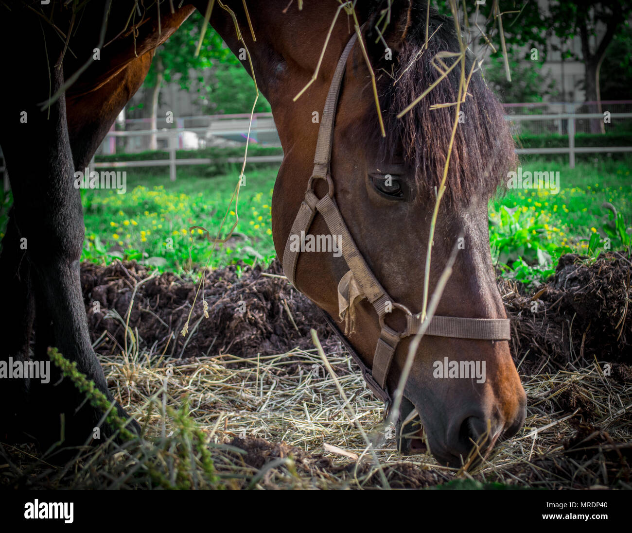 Horse ergot hires stock photography and images Alamy