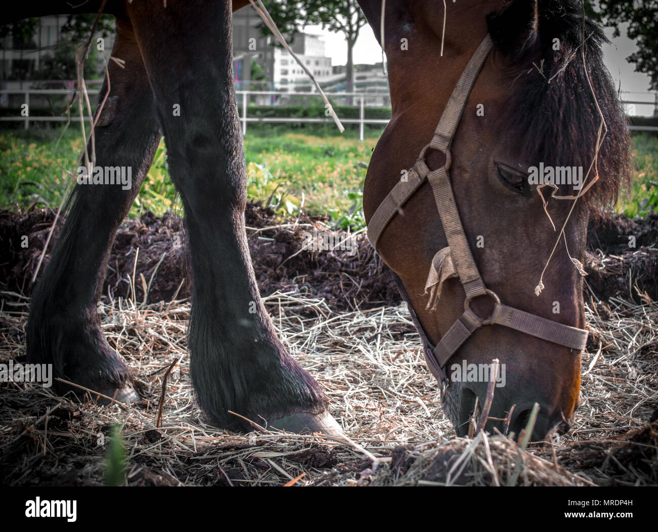 Horse ergot hires stock photography and images Alamy