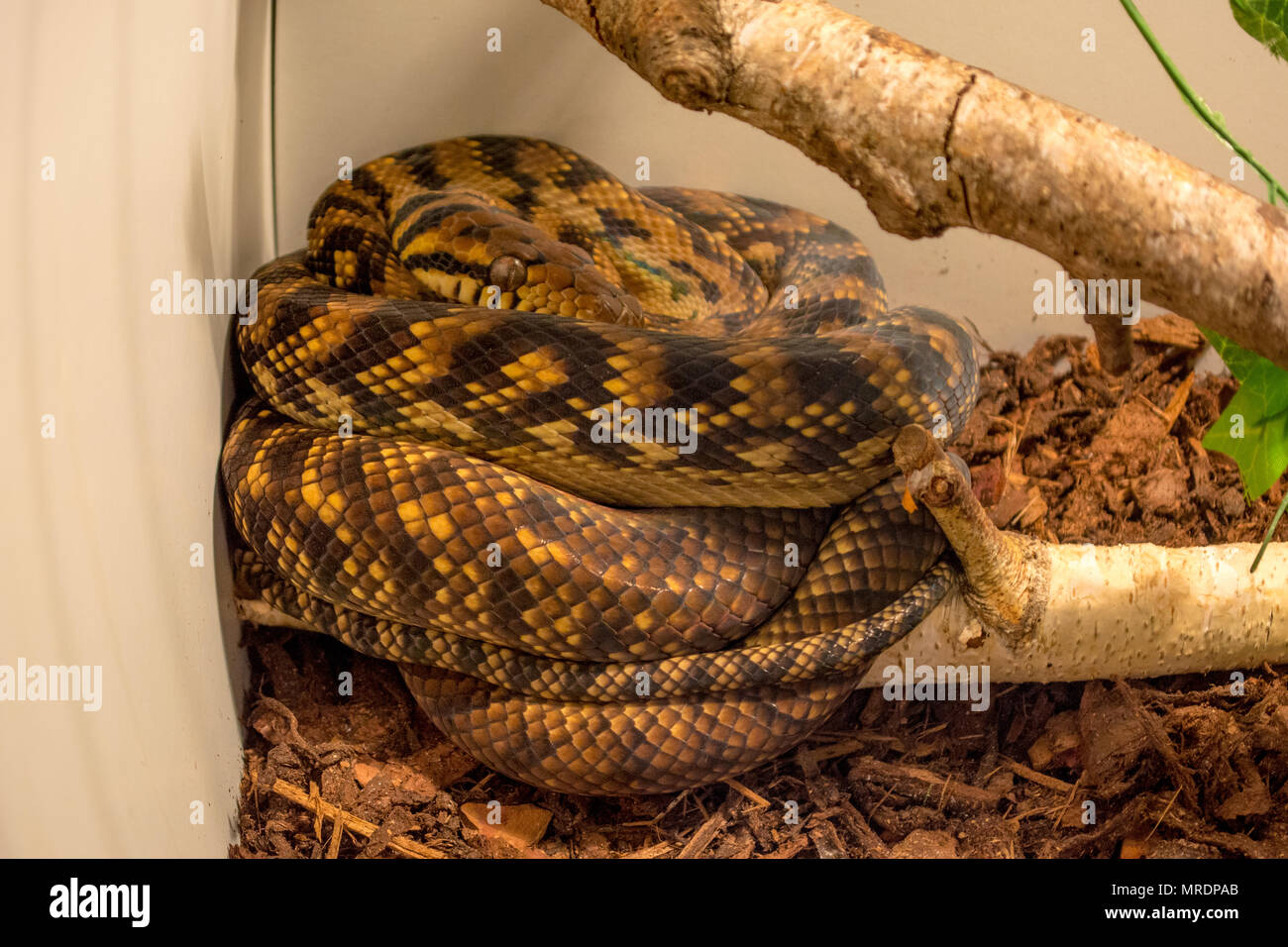 Scrub Python / Morelia amethistina Stock Photo - Alamy
