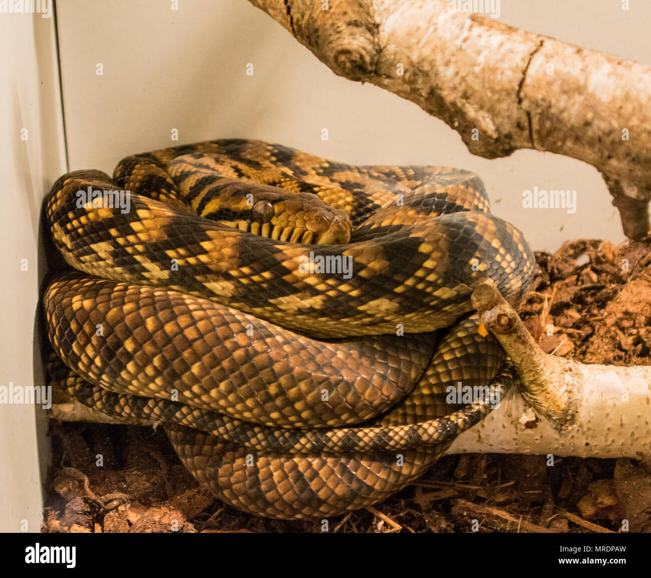 Scrub Python / Morelia amethistina Stock Photo - Alamy