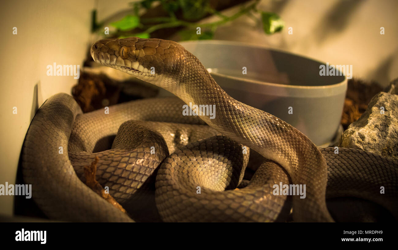 Morelia Nauta / Tanimbar Python / Pythonidae Stock Photo