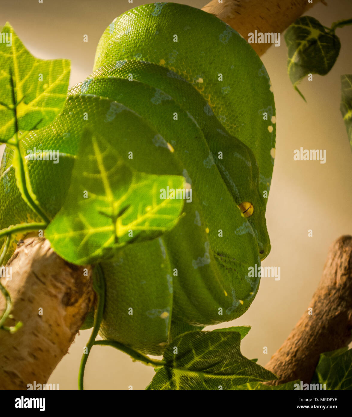 green tree python / morelia viridis Stock Photo