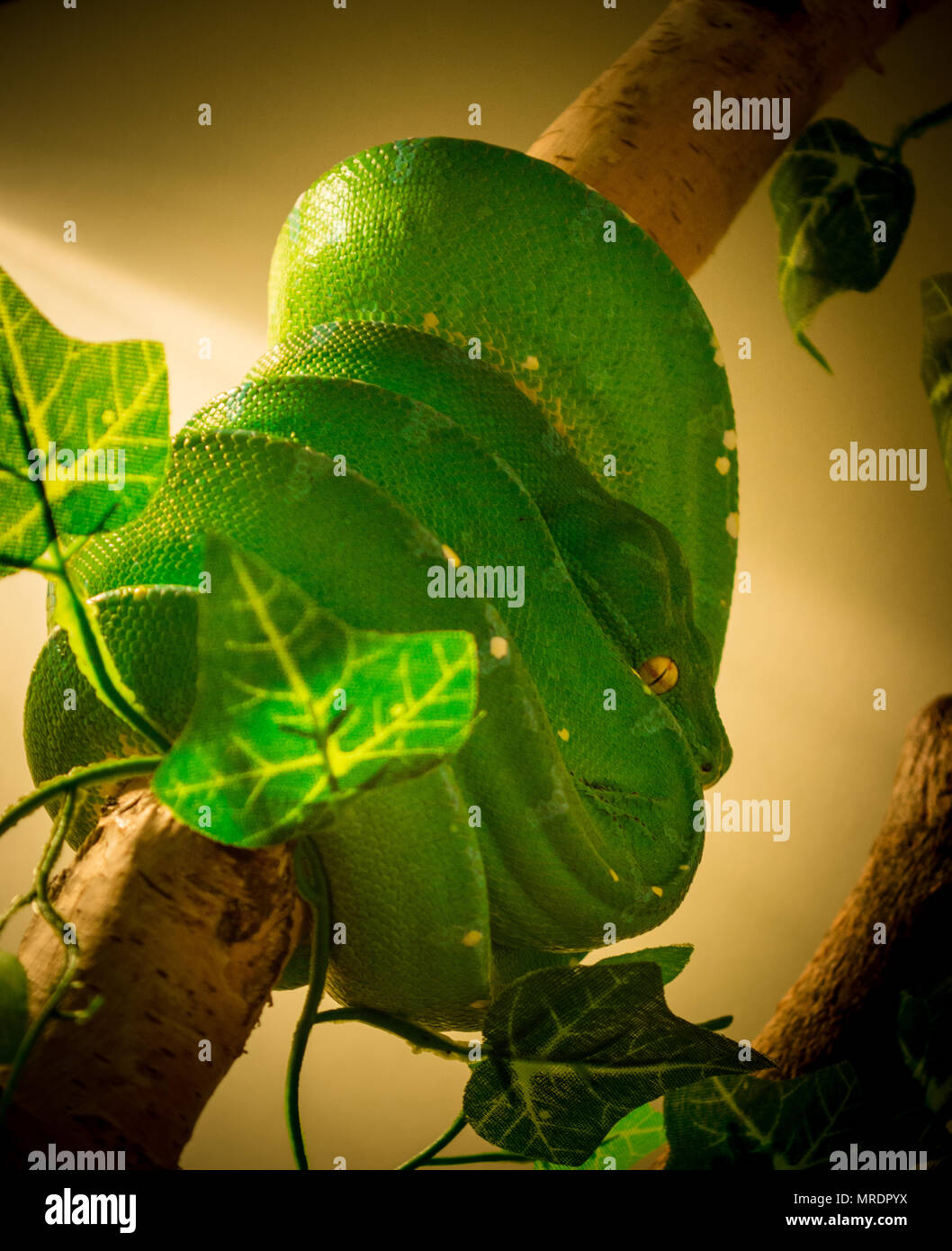 green tree python / morelia viridis Stock Photo