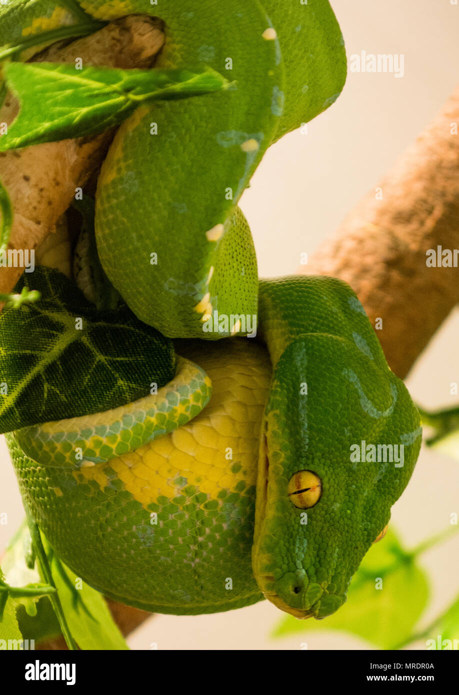 green tree python / morelia viridis Stock Photo