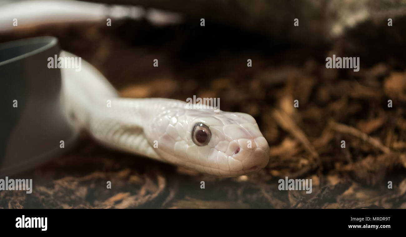 Pantherophis obsoleta / Rat snake Stock Photo