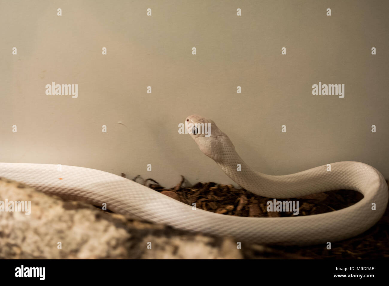 Pantherophis obsoleta / Rat snake Stock Photo
