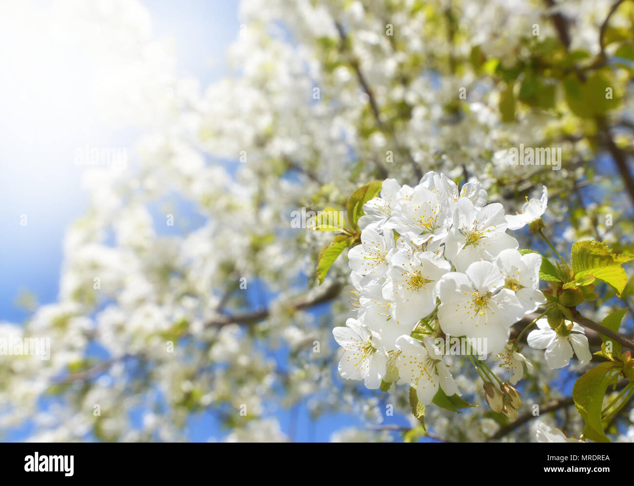 Cherry blossoms in spring Stock Photo - Alamy