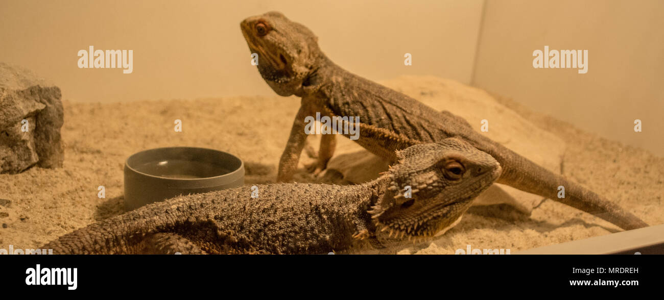 pogona vitticeps / bearded dragon Stock Photo