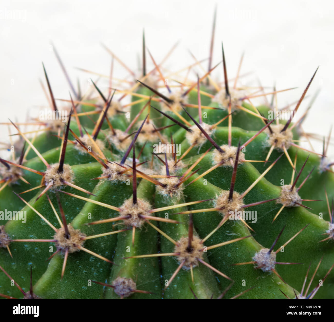 Thorns of cactus plant Stock Photo Alamy