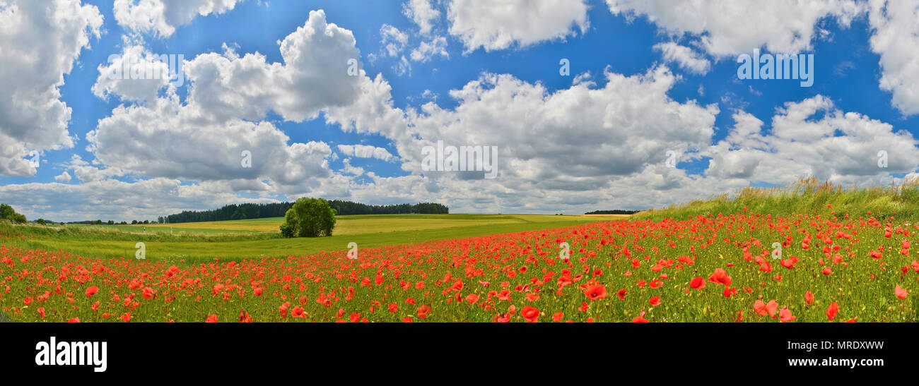 Poppies panorama hi-res stock photography and images - Alamy
