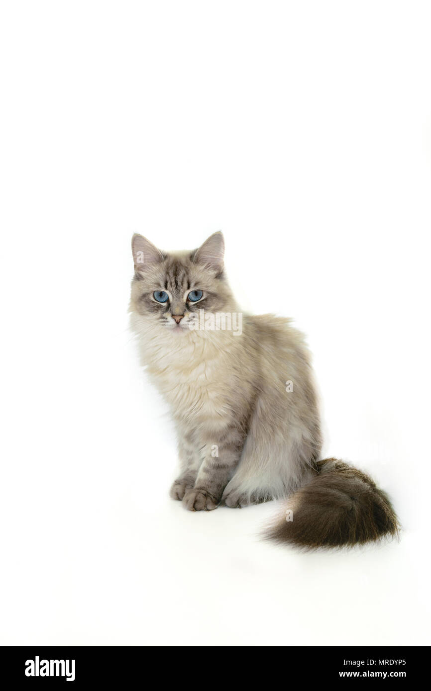Siberian Neva Masquerade Cat Portrait In White Background Stock Photo Alamy