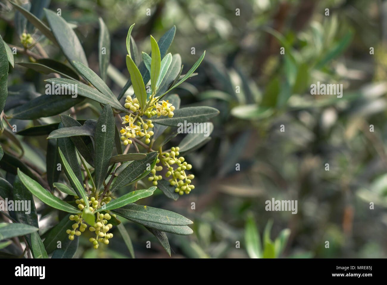 Blooming olive tree Stock Photo - Alamy
