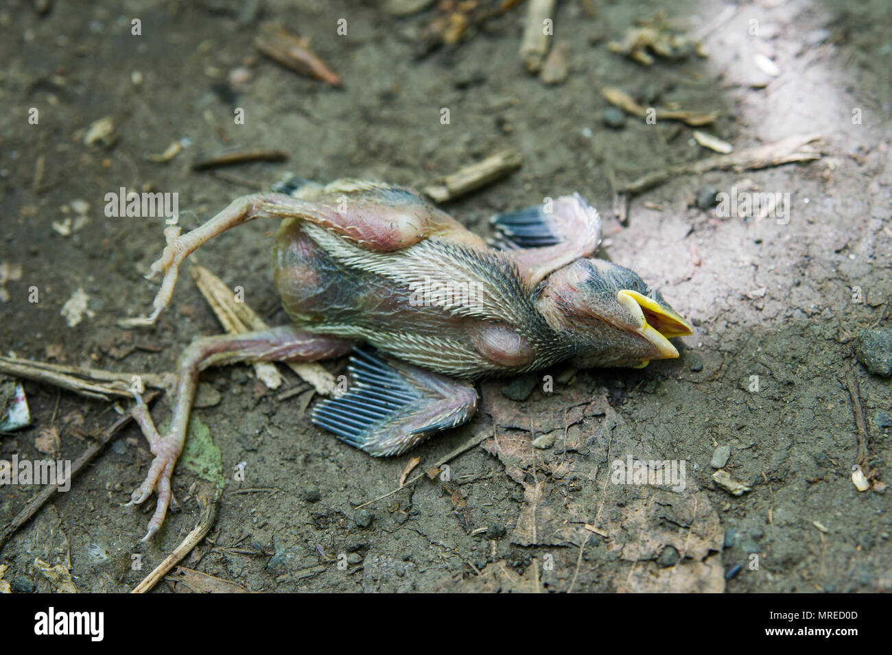 the dead chick fallen from the nest lies on the ground Stock Photo Alamy