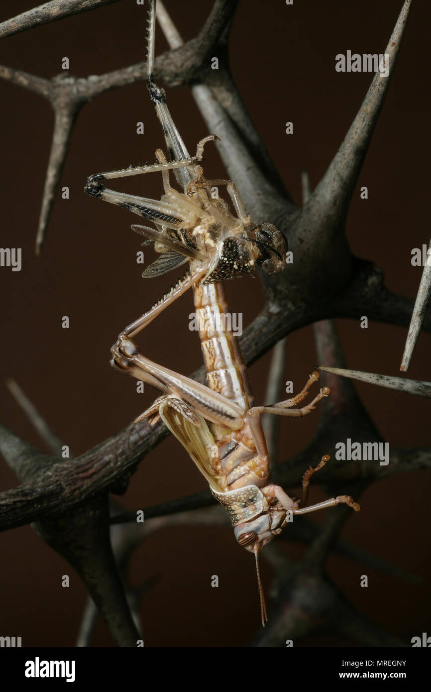 A captive desert locust, Schistcerca gregaria, shedding its skin that was bought from a petshop in the UK where they are sold as food for pet reptiles Stock Photo