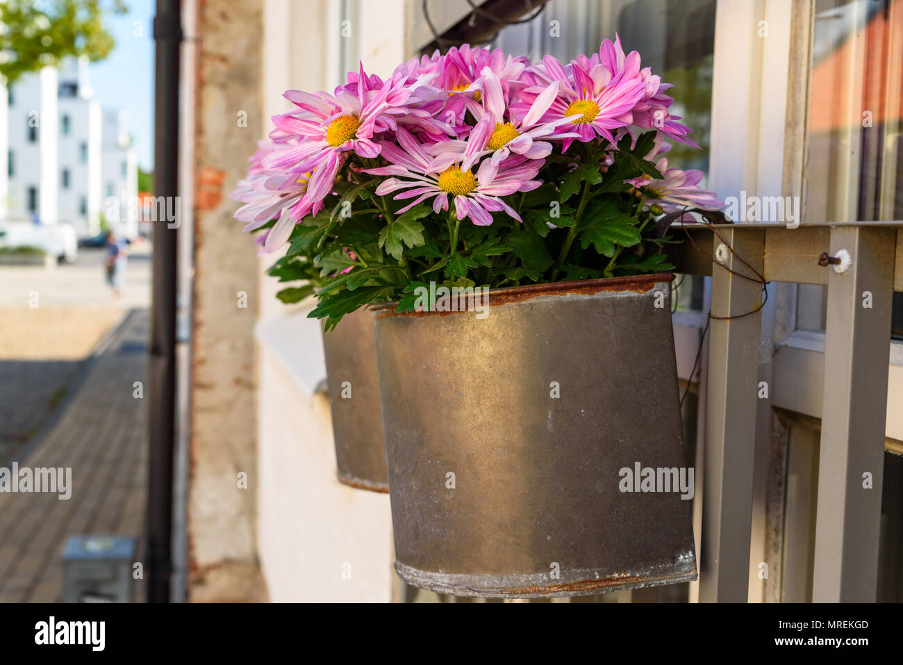 Pink flower (Dimorphotheca ecklonis) in metal flowerpots hanging outside window in a city. Stock Photo