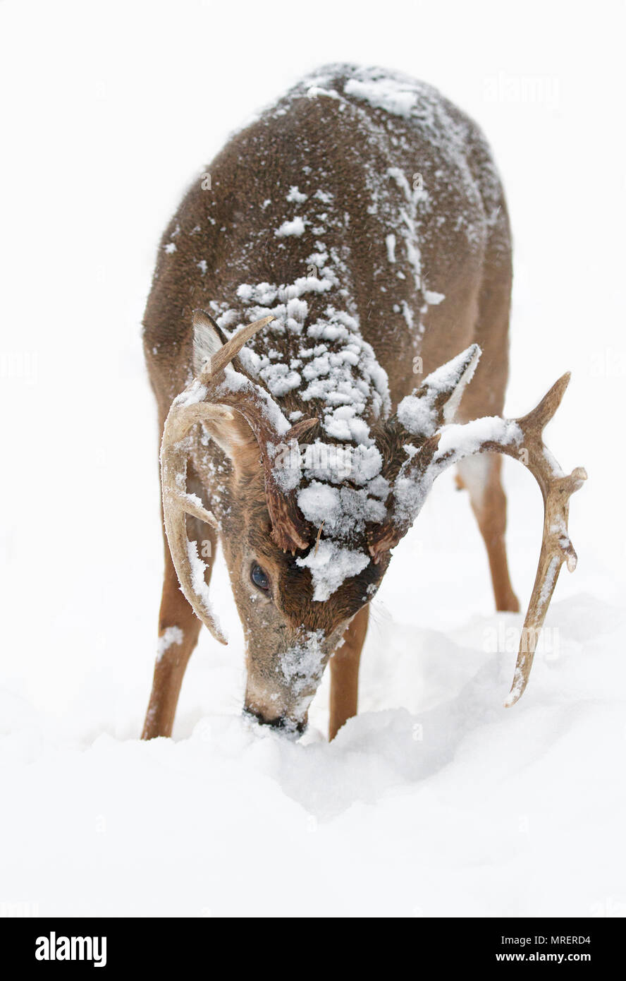White-tailed deer buck in the snow in Canada Stock Photo