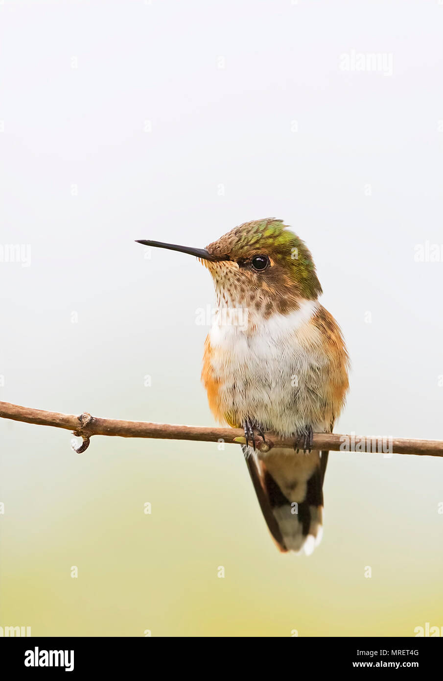 Scintillant hummingbird female  Costa Rica Stock Photo