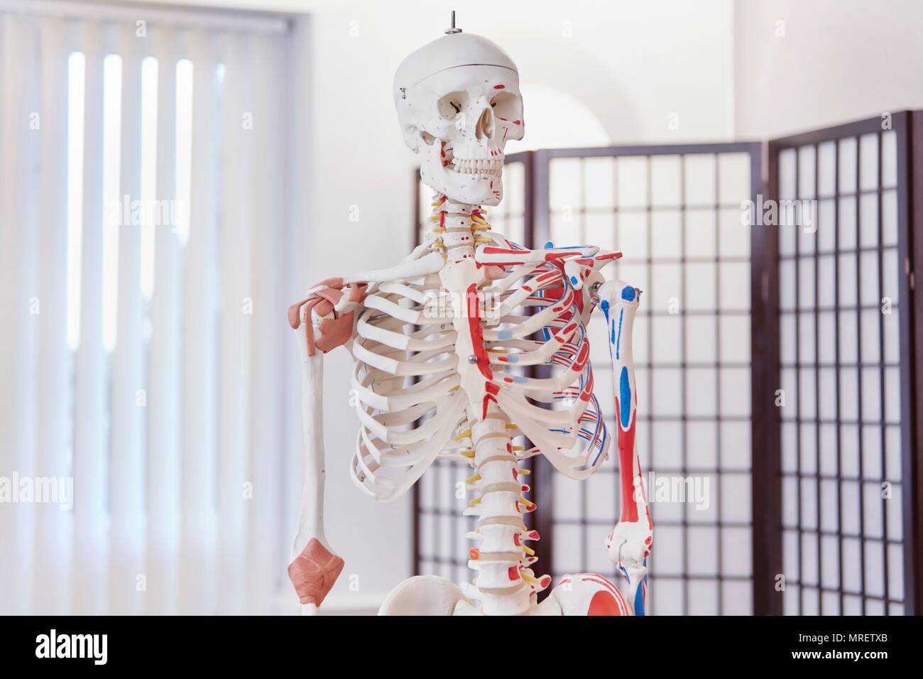 Model of human skeleton used in osteopathy. Stock Photo