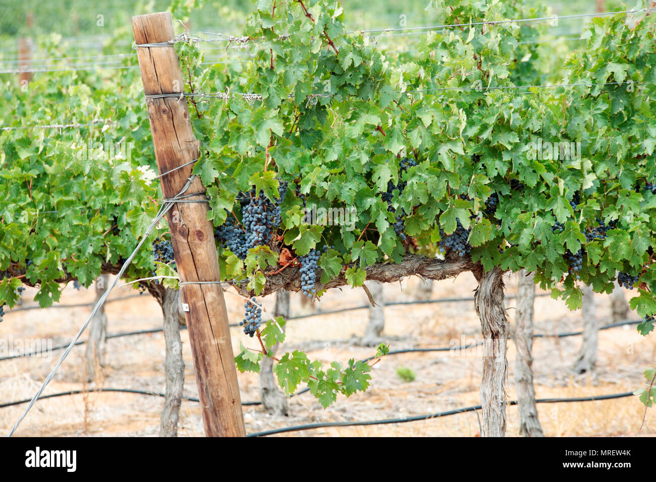 Grapes on vines, near Klawer, Western Cape, South Africa Stock Photo Alamy