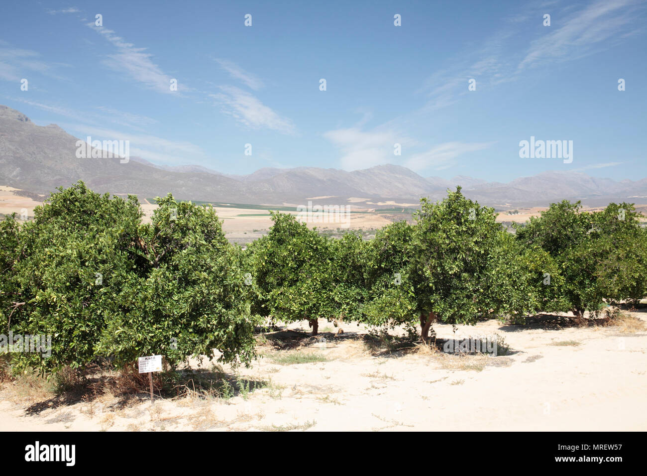 Fruit farm africa hires stock photography and images Alamy