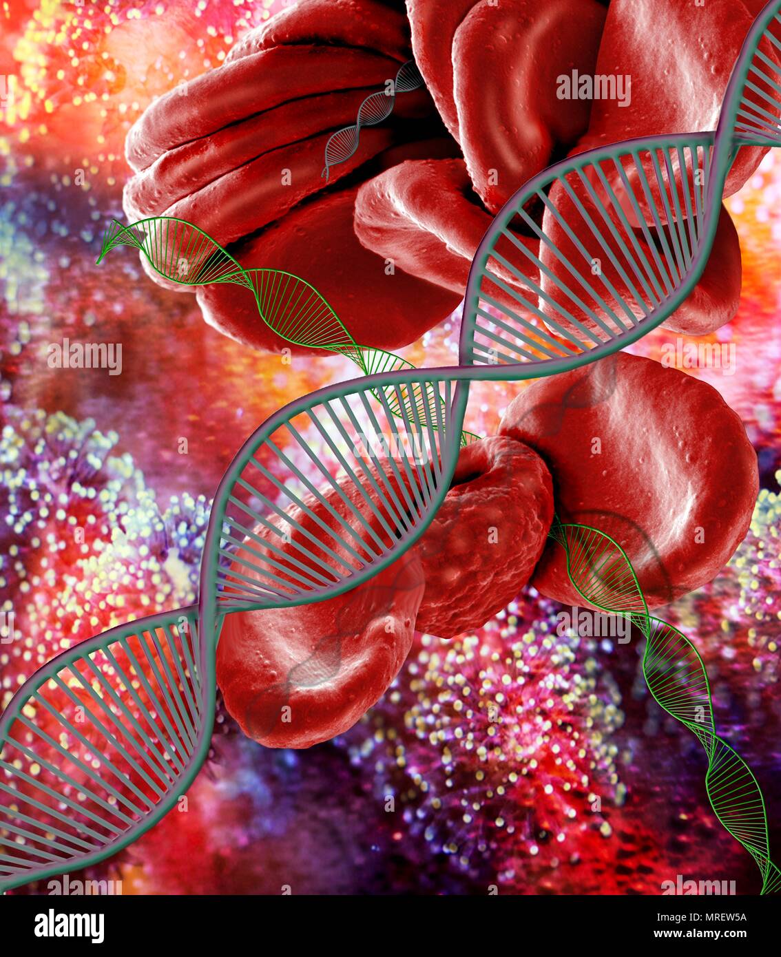 Genetic blood disorders, conceptual composite image. Scanning electron  microscopy (SEM) and computer generated image (CGI) of DNA  (deoxyribonucleic acid) molecules (helices) and red blood cells. There are  a number of blood disorders