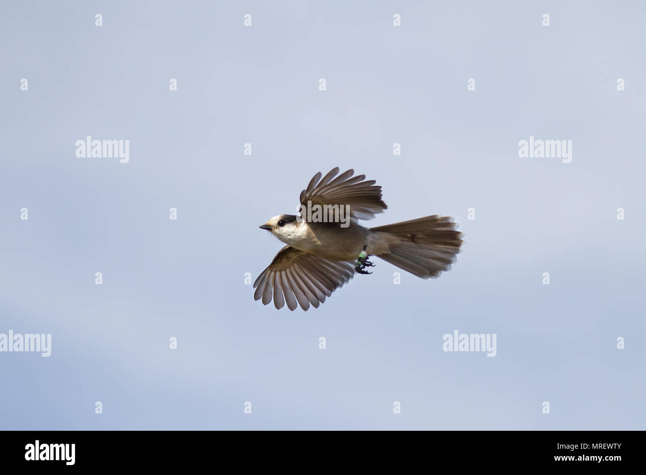 Canada Jay or Gray Jay (Perisoreus canadensis) in flight in Algonquin Provincial Park in Canada Stock Photo