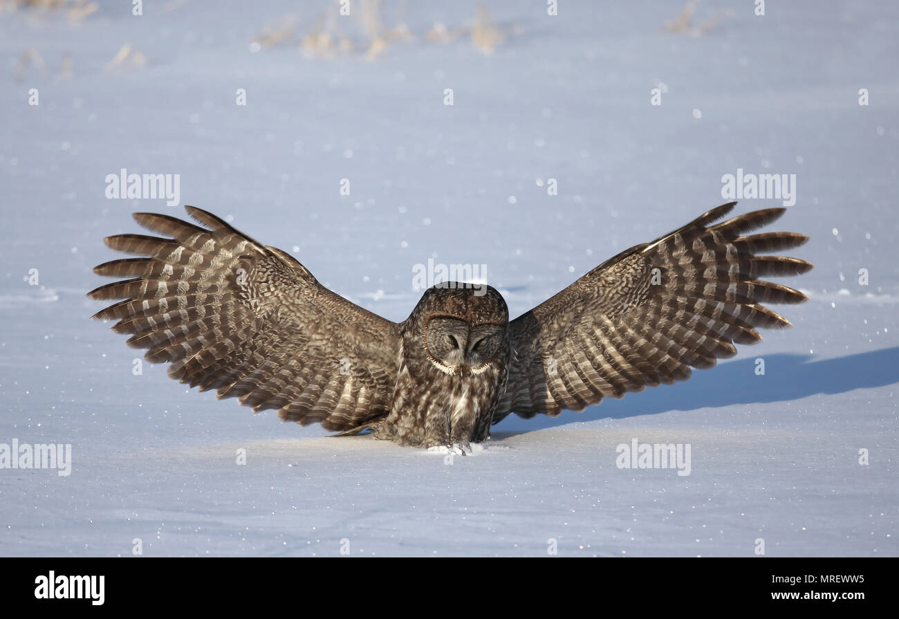 Great grey owl pouncing on prey in Canada Stock Photo